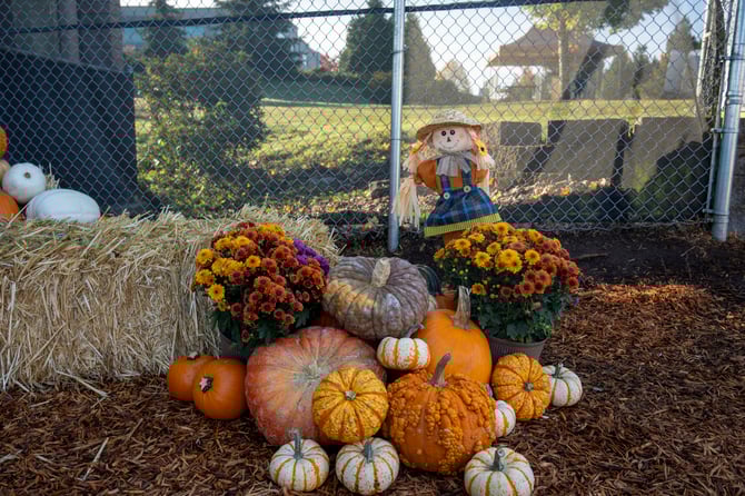 Pumpkins DSC02724